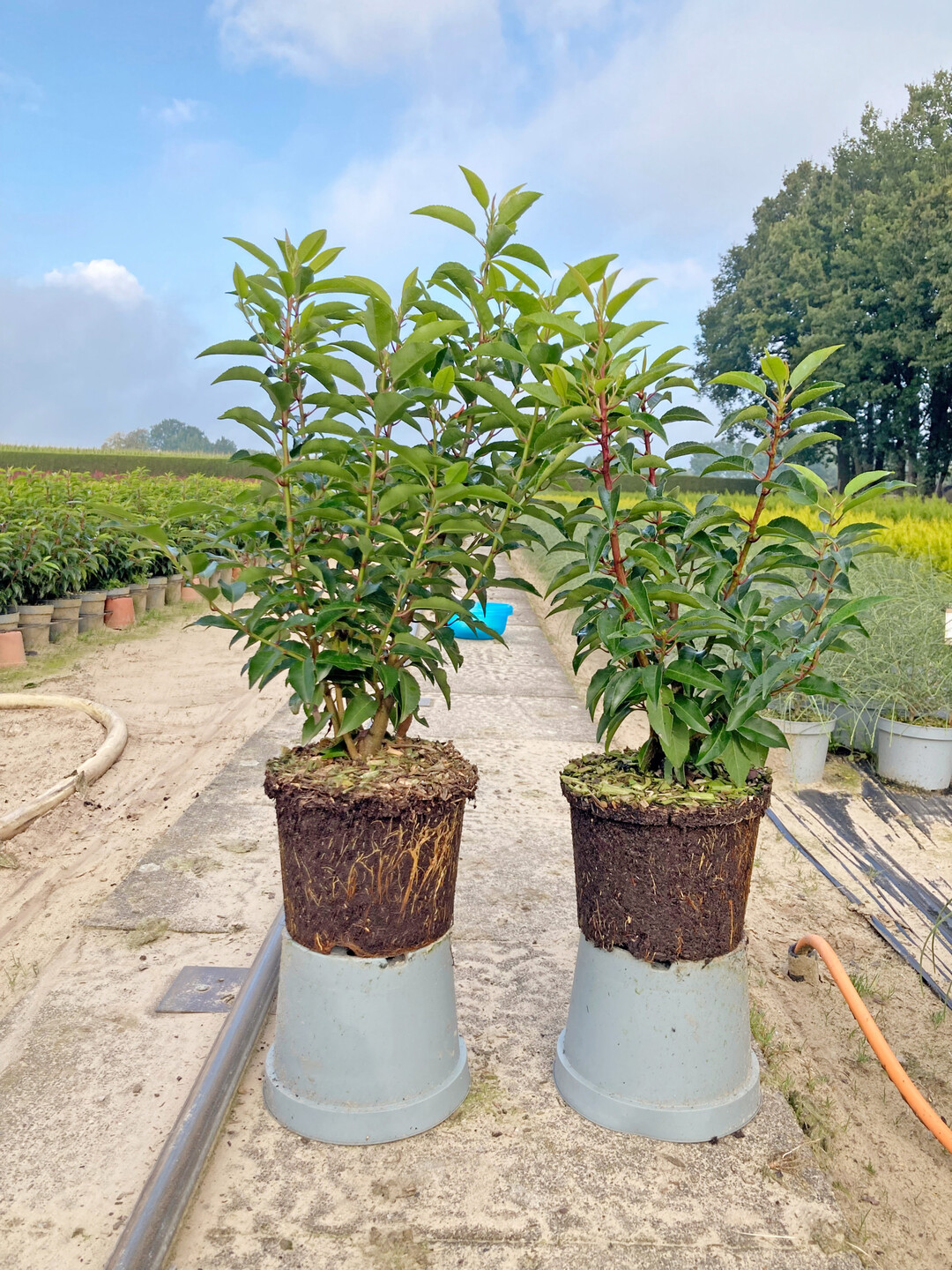 <i>Prunus lusitanica</i>
 Angustifolia in C 3 L, links im Standardsubstrat und rechts im neuen strker torfreduzierten Substrat mit 10 Vol.% Kompost, 10 Vol.% Rindenhumus, 30 Vol.% Holzfaser und 50 Vol.% Torf mit deutlichen Qualittseinbuen am 22. September 2021
