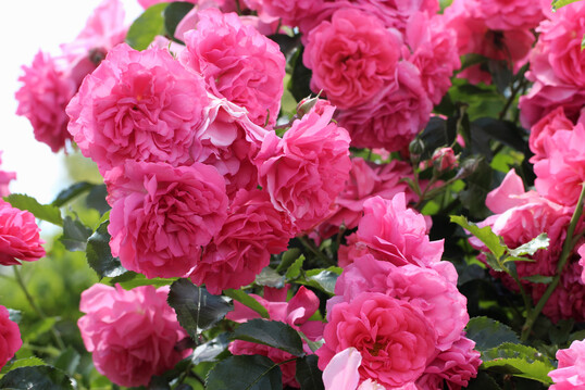 Garten- und Schnittrosen werden noch immer berwiegend ber Veredlung vermehrt. 