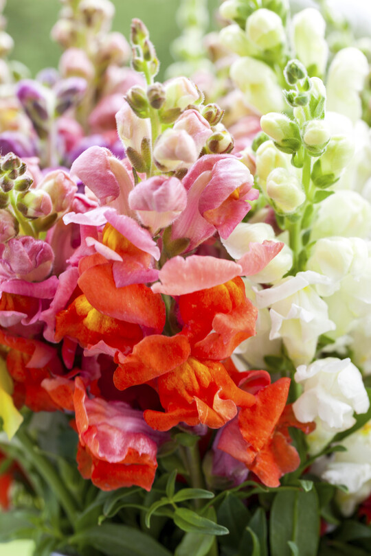 Sommerschnittblumen wie Antirrhinum (Löwenmaul) oder Helianthus (Sonnenblumen) dürfen in der warmen Jahreszeit in Sträußen und floralen Werkstücken auf keinen Fall fehlen.