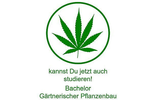 Ab dem kommenden Wintersemester bietet die FH Erfurt im Bachelor-Studiengang „Gärtnerischer Pflanzenbau“ eine Vielzahl von Modulen an, in denen sich die Studierenden explizit mit Hanf beschäftigen können.