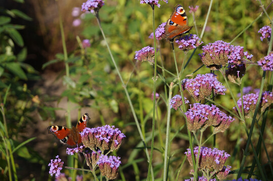 Insekten- und tierfreundliche Pflanzen wie
<i>Verbena bonariensis </i>
sind gefragt.