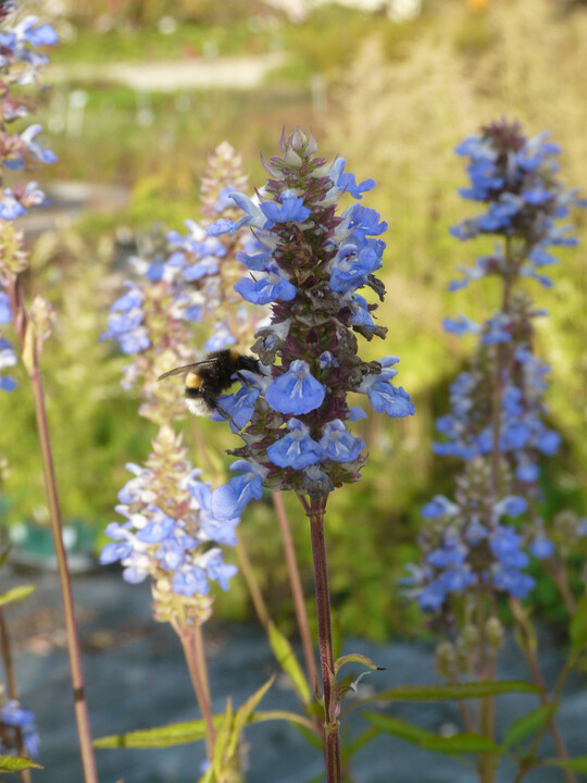 <i>Salvia uliginosa</i>