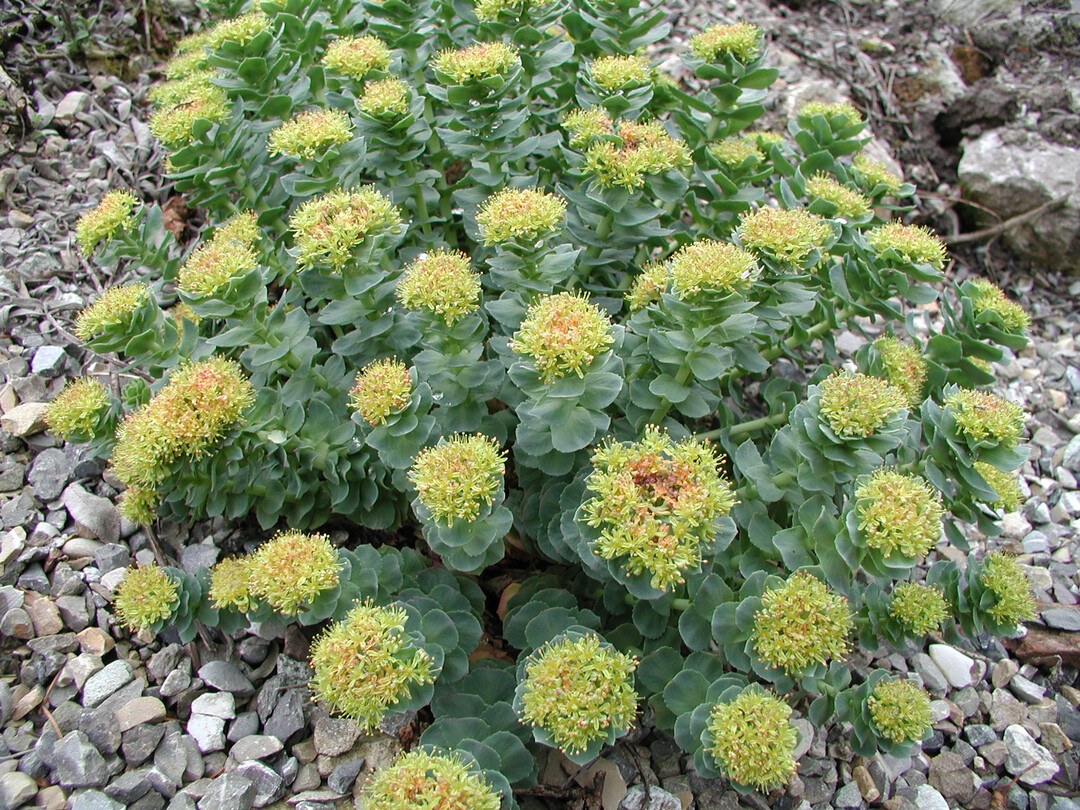 <i>Rhodiola rosea </i>