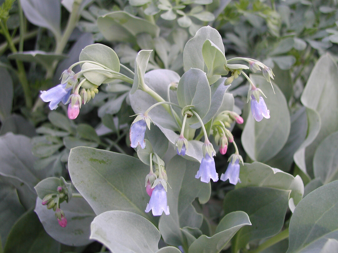 <i>Mertensia maritima</i>
