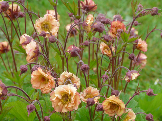 <i>Geum </i>
Total Tangerine