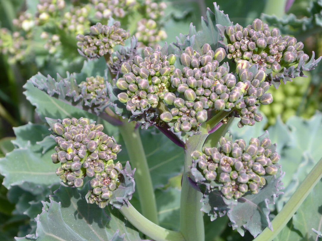 <i>Crambe maritima </i>
