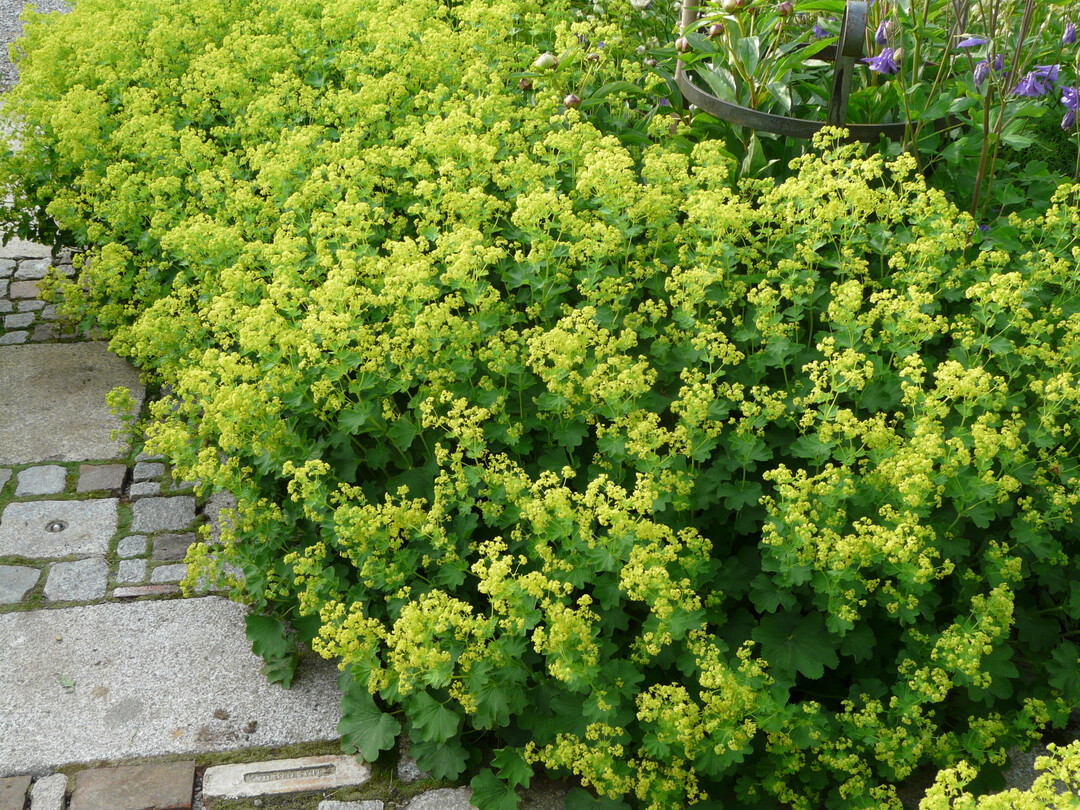 <i>Alchemilla epipsila </i>