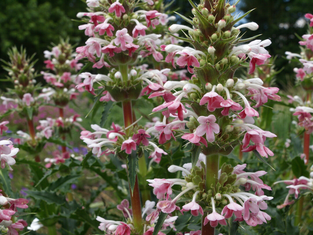 <i>Morina longifolia </i>