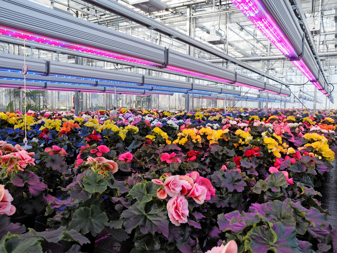 LED-Beleuchtung im Gartenbau (LVG Ahlem).