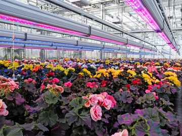 LED-Beleuchtung im Gartenbau (LVG Ahlem).