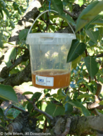 Kirschessigfliegen-Falle zum Monitoring im Bestand.