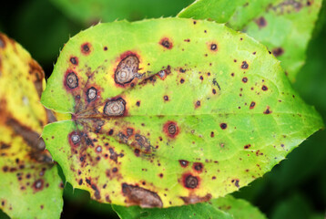 Blattfleckenpilze an 
<i>Epimedium</i>
.