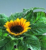 Die neue Balkonpflanze des Jahres in Baden-Württemberg