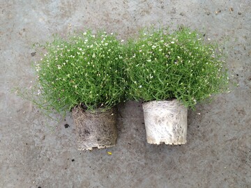 Links torfreduziert, rechts 100% torffrei