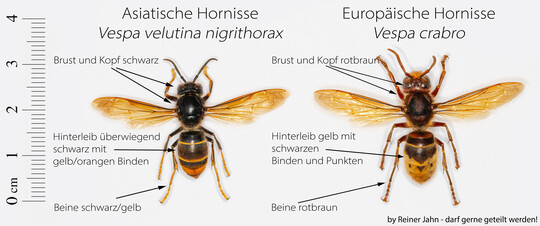Im Gegensatz zur Europischen Hornisse (rechts) ist die Asiatische Hornisse eine nicht heimische, invasive Insektenart. Ihre Stiche knnen allergische Reaktionen auslsen bis hin zu einem anaphylaktischen Schock.