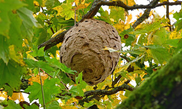 Sekundrnest im Baum.
