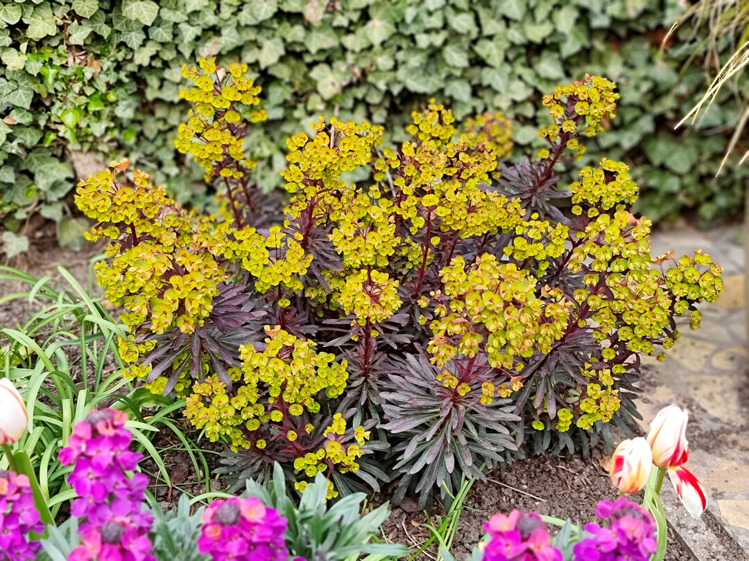 Euphorbia KMMM024 (Miners Merlot)