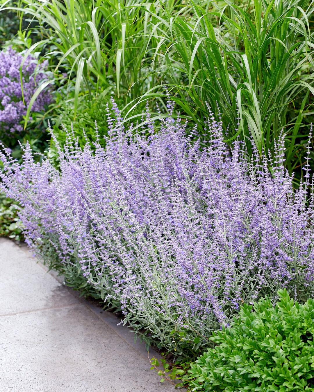 Perovskia atriplicifolia Prime Time