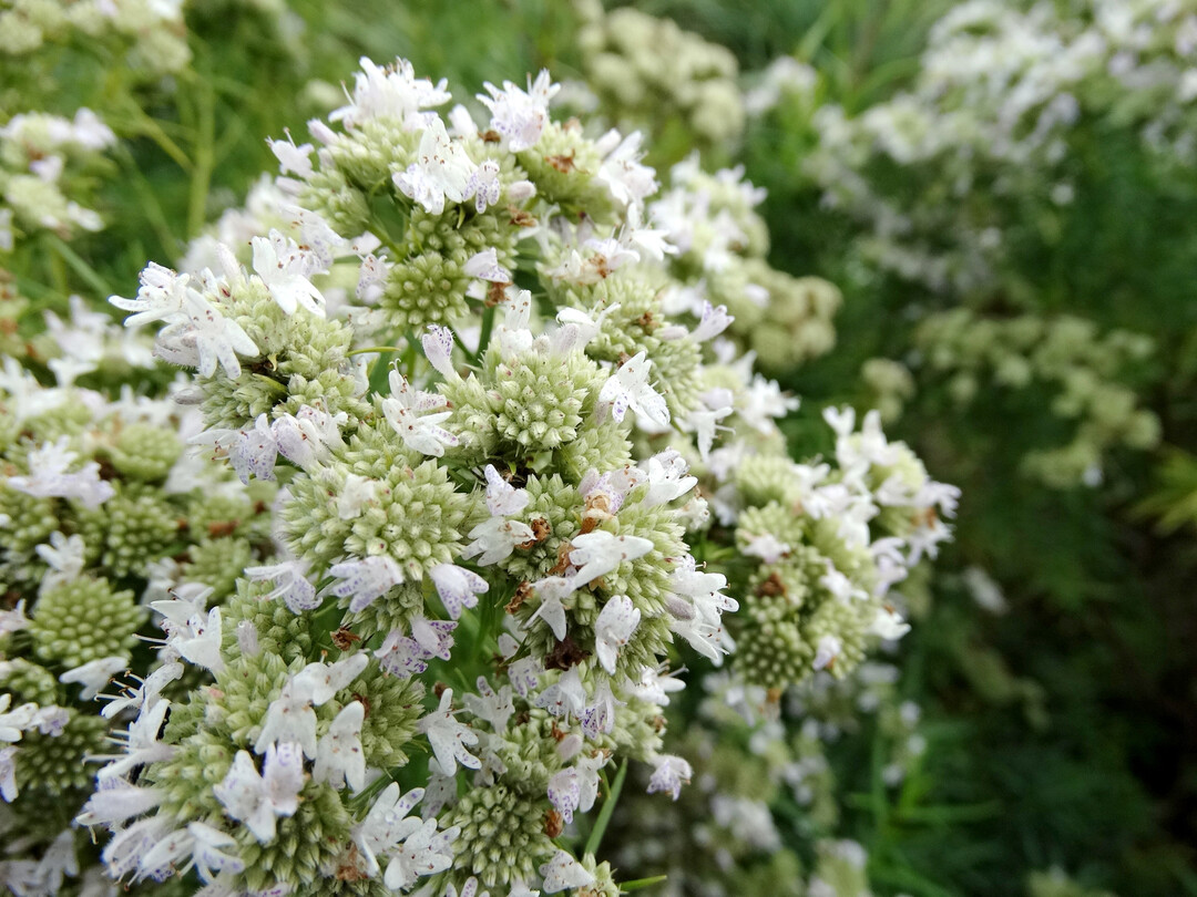 Pycnanthemum flexuosum `Carte Blanche (JS Carte Blanche)