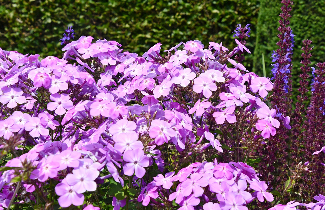 Phlox `Knigin Paola 