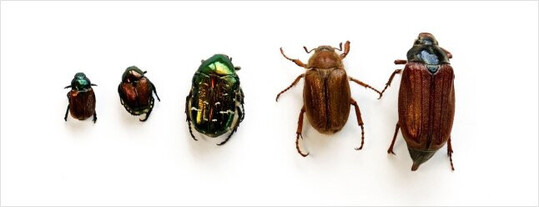 Einheimische Blatthornkäfer im Vergleich mit dem Japankäfer (v. l.): Gartenlaubkäfer (Phyllopertha horticola), Japankäfer (Popillia japonica), Goldglänzender Rosenkäfer (Cetonia aurata), Junikäfer oder Gerippter Brachkäfer (Amphimallon solstitiale) und Feldmaikäfer (Melolontha melolontha).
