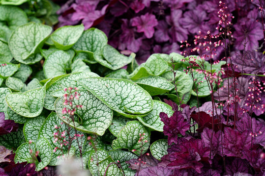 <i>Brunnera macrophylla</i>
 kombiniert mit 
<i>Heuchera</i>
