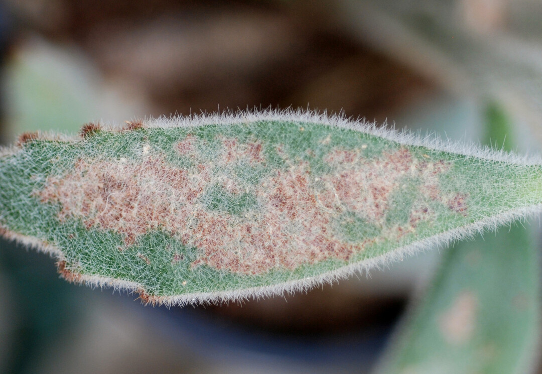 1 Echter Mehltau an
<i>Kalanchoe</i>