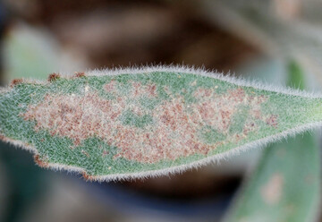1 Echter Mehltau an 
<i>Kalanchoe</i>