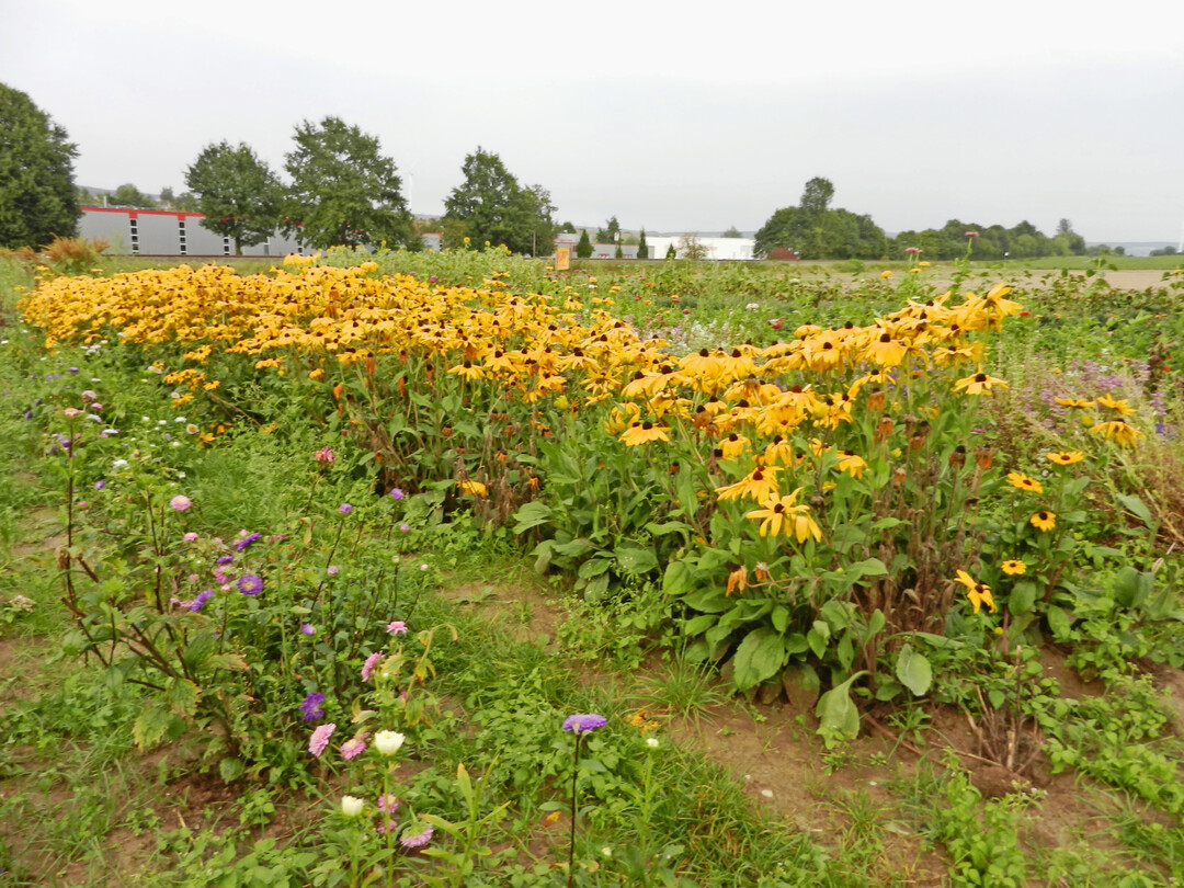 Es gibt so viele schöne Schnittblumen, die sich auch in Bio-Qualität produzieren lassen.