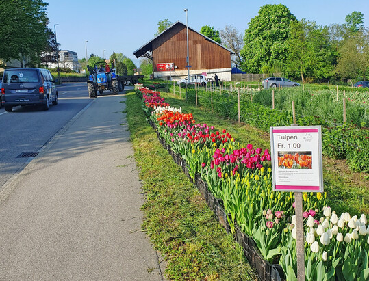 Die angetriebenen Tulpen werden in Kisten am Feld zum Selberschneiden platziert.