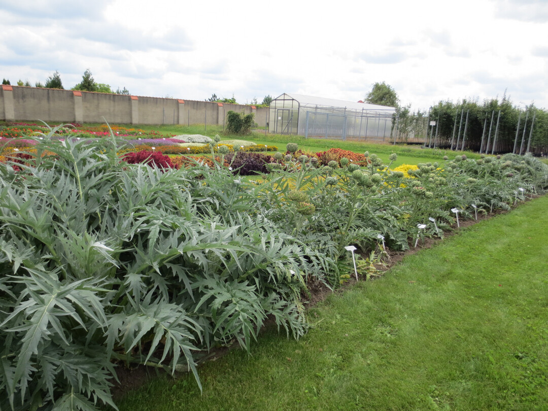 Pillnitzer Anbauversuch mit 
<i>Cynara cardunculus</i>
-Sorten im Freiland in Kalenderwoche 35/2016.