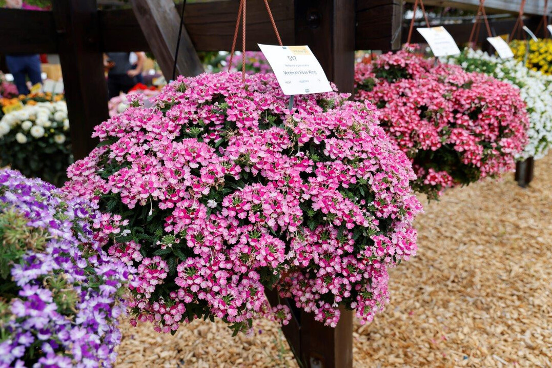 Verbena Vectura