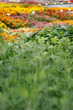 Biokräuter haben einen festen und großen Platz im Volmary-Sortiment.