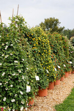 Begeisternd ist die große Thunbergienvielfalt.