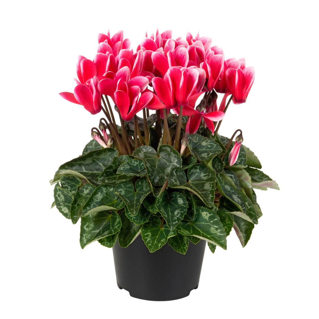 Verano Fuji Red (Schoneveld Breeding/Volmary)