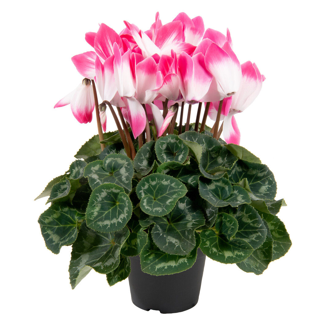 Fusion Large Neon Pink (Schoneveld Breeding)