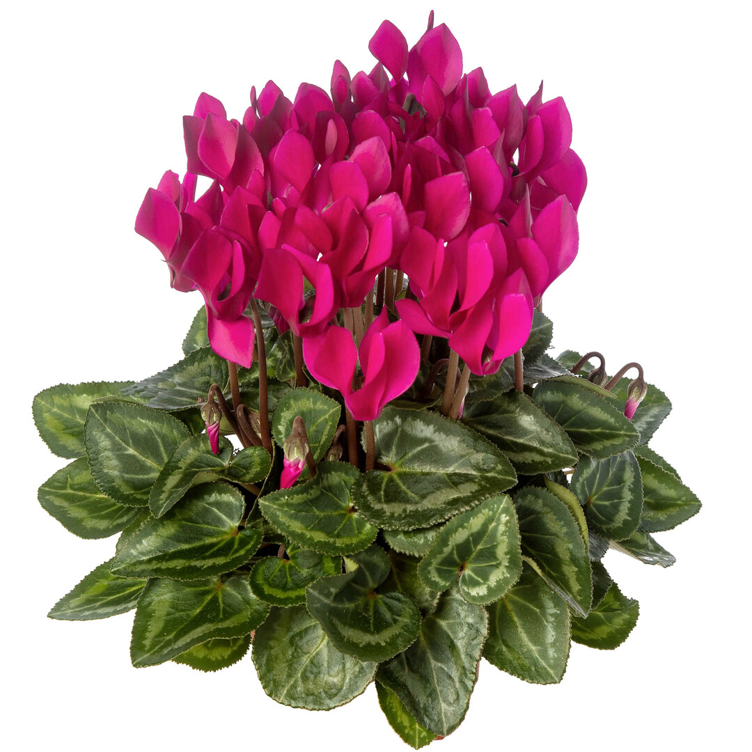 Perfetto Purple Impr. (Syngenta Flowers)