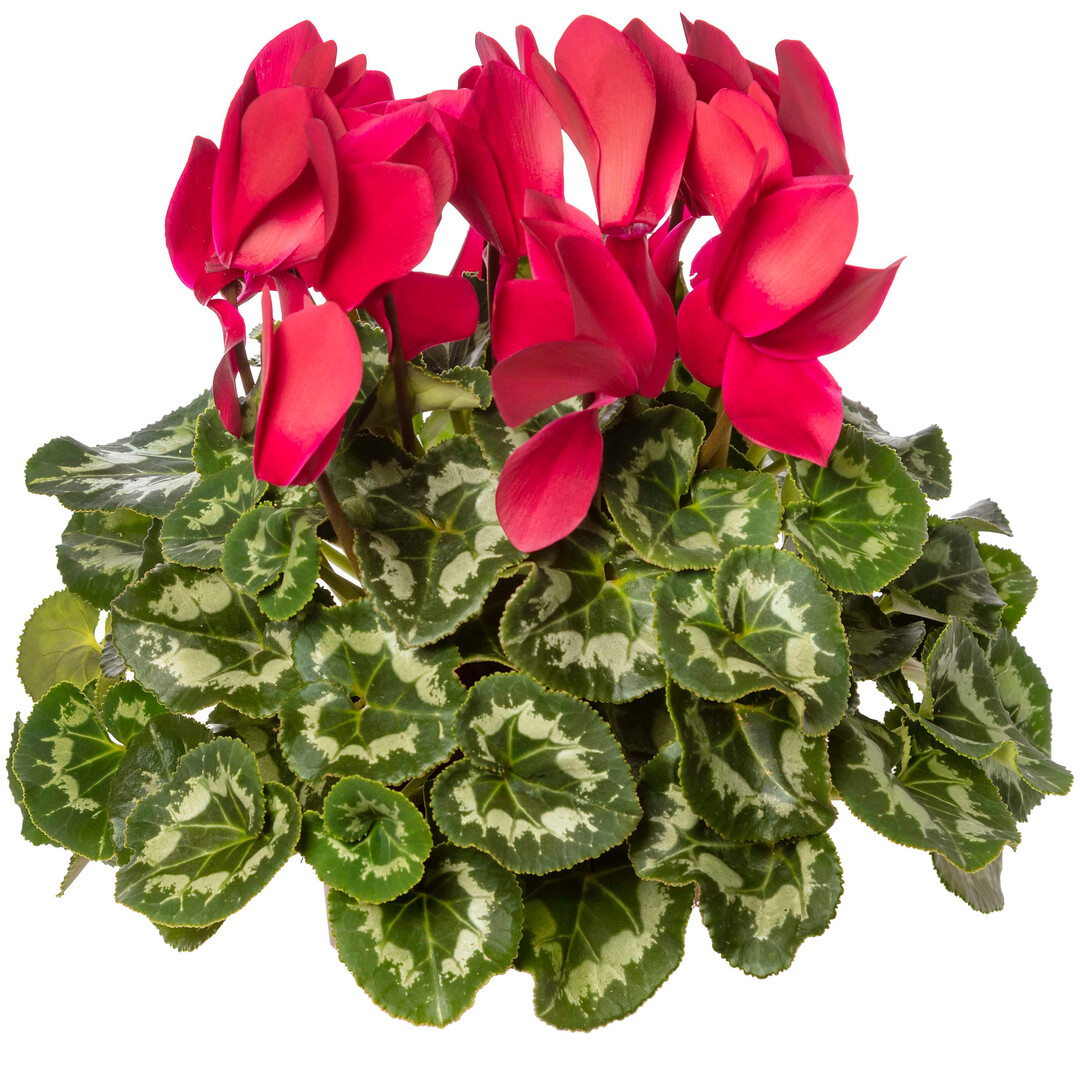 Rainier Wine Red (Syngenta Flowers)