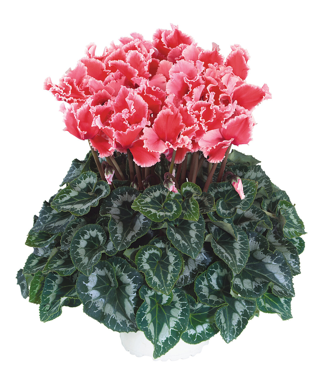 Curly Litchi Lachs (Morel)