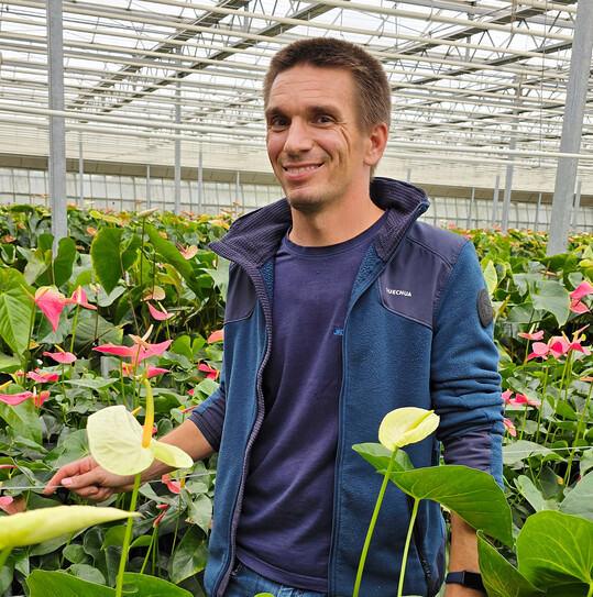 Große Spezialität in der Schnittblumen-Gärtnerei von Werner Jedletzberger sind Anthurien.