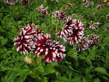 Dahlienknigin in Baden-Baden 2020: Dahlie "Kazusa-shiranami"  