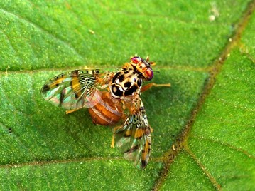 Mittelmeerfruchtfliege Ceratitis capitata 