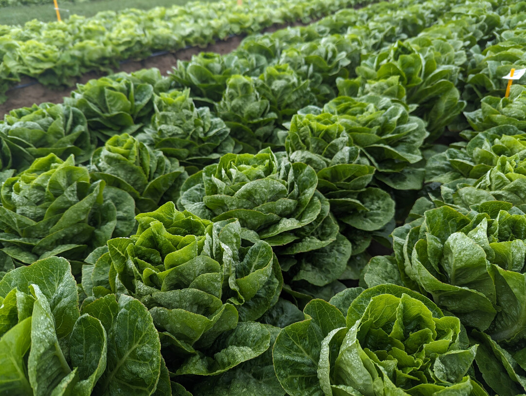 Die Bundesfachgruppe Gemsebau (BfG) im Zentralverband Gartenbau (ZVG) begrt die angekndigte Frderung von Modell- und Demonstrationsvorhaben im Freilandgemsebau.