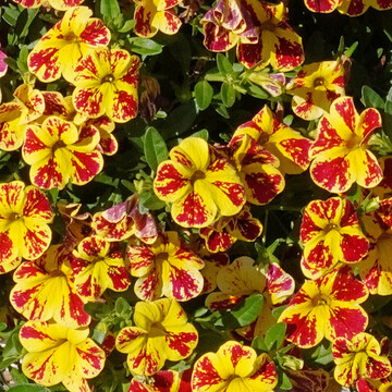 hnlich farbintensiv, mit einem Farbspiel der Blten zwischen gelb und rot, ist Lia Abstract Lemon Cherry (Danziger). In der Anzucht hat sie etwas lnger bentigt, dann aber sehr gut durchgeblht.