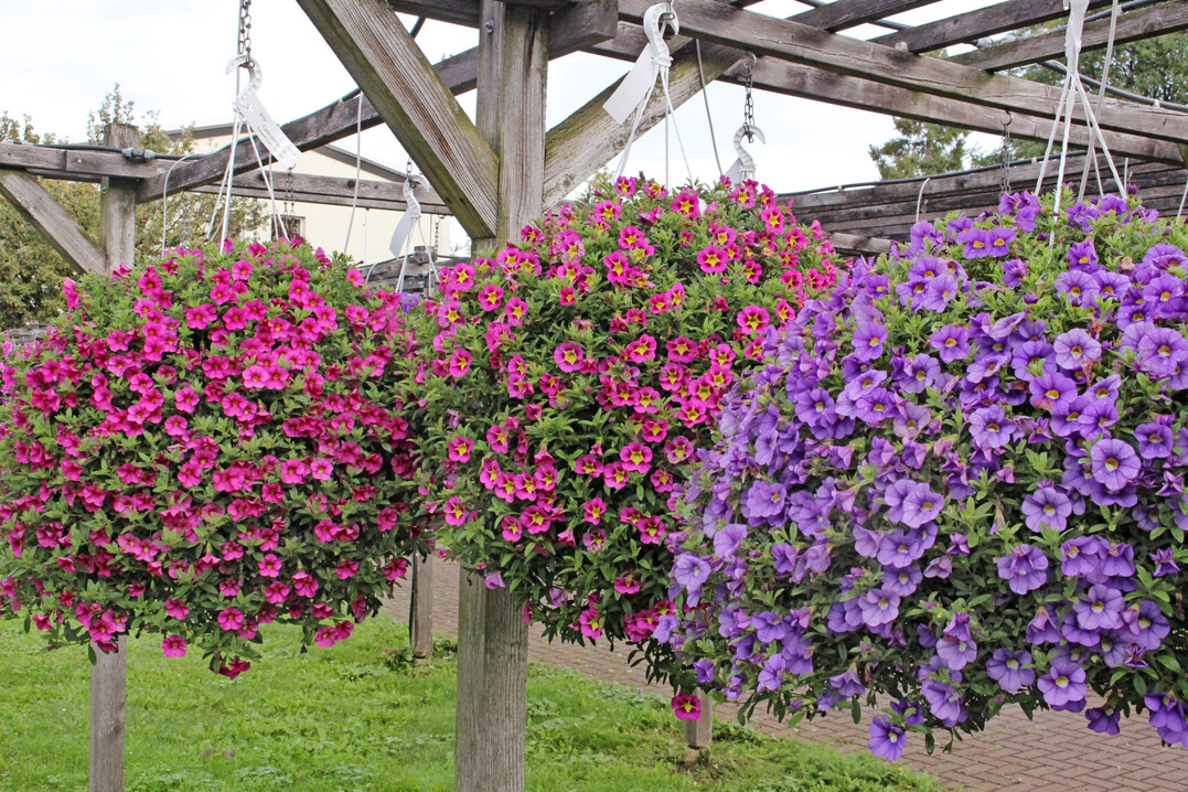 <i>Calibrachoa</i>
 Cabaret Early Hot Rose, Bumble Bee Hot Pink und Blue im Oktober 2024