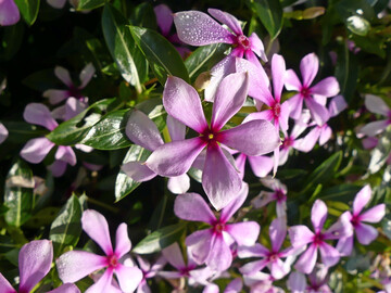 <i>Catharanthus </i>
Soire Miami Dark Pink