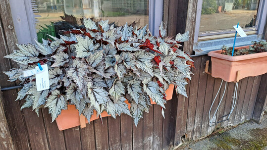 <i>Begonia rex </i>
Bewitched White: Im Schattenbereich berzeugte die Sorte von Beekenkamp durch ihre Blattfarbe und den ppigen Wuchs. Insgesamt zeigte sie ein gutes Wuchsverhalten und eine lange Haltbarkeit bis zum Ende des Freilandversuchs. Auch bei Beet- oder Grberbepflanzungen war sie ein guter Kombinationspartner. Bei feuchter Witterung im Freiland sollte eine vorbeugende Schneckenbekmpfung durchgefhrt werden.