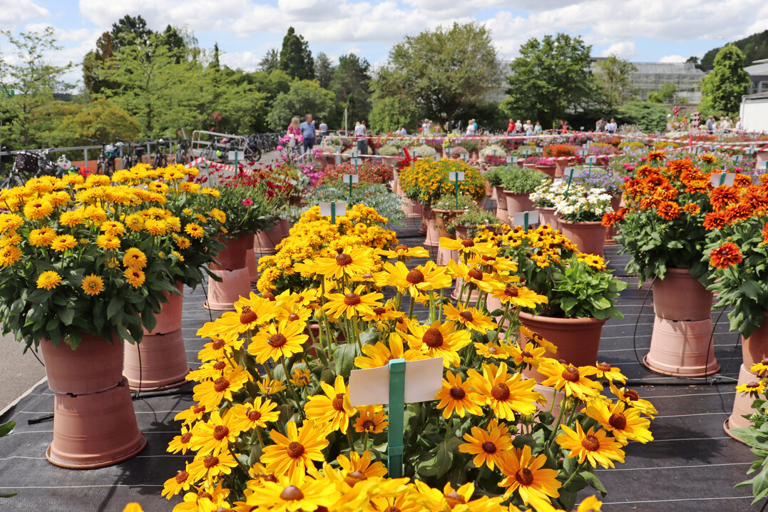 Sommerflor-Gartenleistungsprüfung im Sommer 2024 in Veitshöchheim
