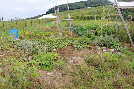 Wer keinen eigenen Garten hat, kann bei Klaus Umbach eine Parzelle pachten.