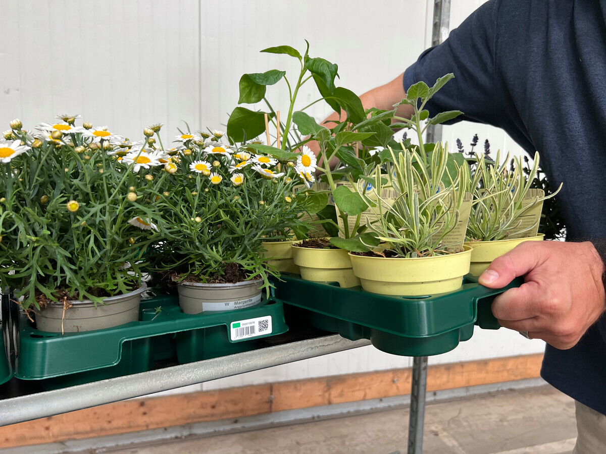 Infos zu den Euro Plant Mehrweg-Pflanzentrays (EPT) - DEGA GARTENBAU
